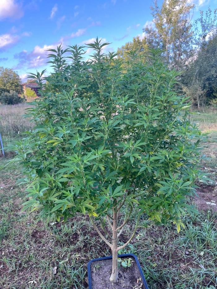 Gelato #45. Week 27