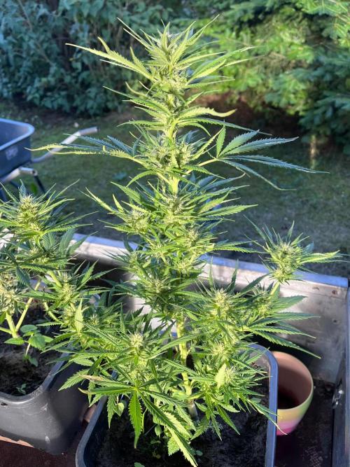 Mandarin Cookies Auto. Week 10
