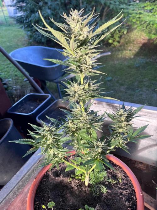 Mandarin Cookies Auto. Week 10