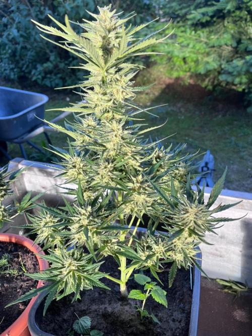 Mandarin Cookies Auto. Week 10