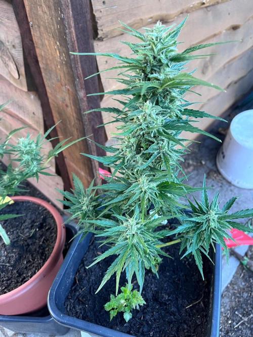 Sunset Sherbert Auto. Week 10