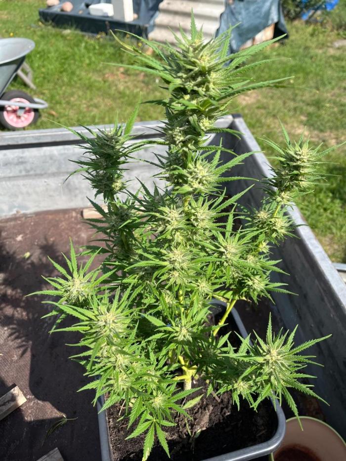 Mandarin Cookies Auto. Week 11