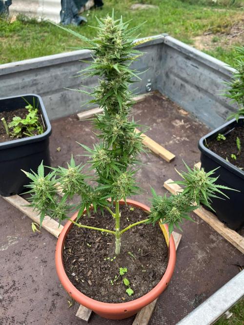 Sunset Sherbert Auto. Week 11