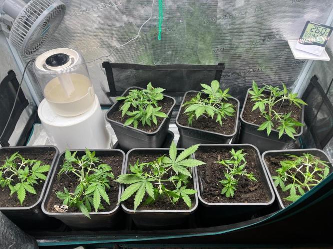Critical Auto XXL. Week 4