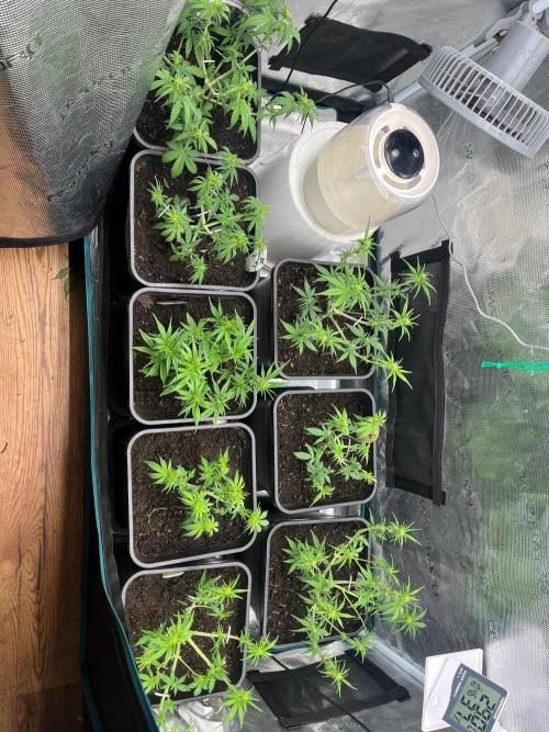 Critical Auto XXL. Week 5