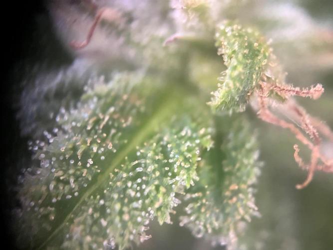 Roswell Code. Week 30