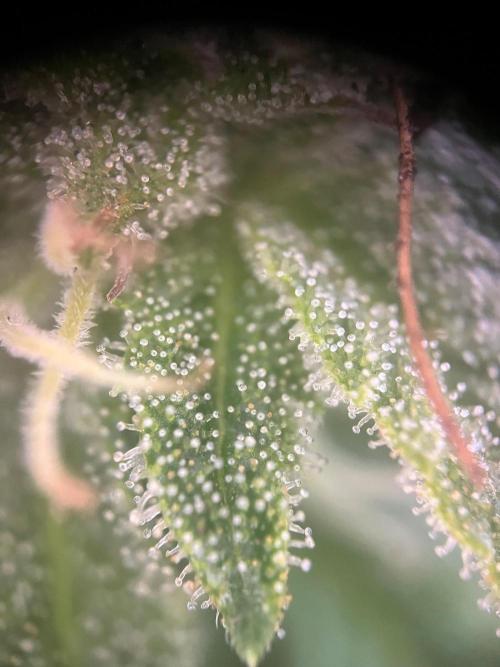 Roswell Code. Week 30