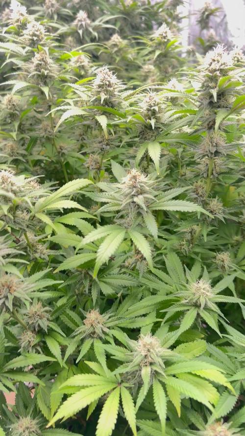 Blueberry Swirl, Fat Banana, Tropical Cooler, Lemon Haze x Gary Payton