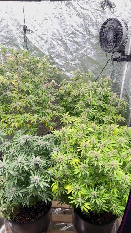 Blueberry Swirl, Fat Banana, Tropical Cooler, Lemon Haze x Gary Payton