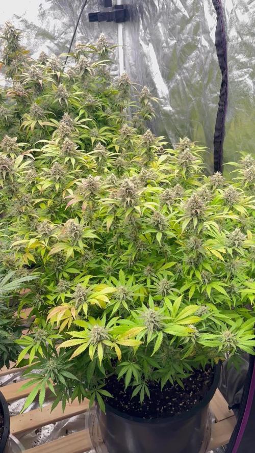 Blueberry Swirl, Fat Banana, Tropical Cooler, Lemon Haze x Gary Payton
