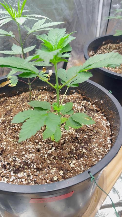Auto/ Photo Grow
