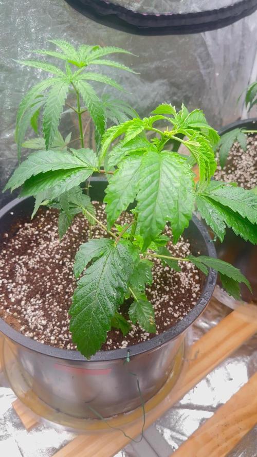 Auto/ Photo Grow