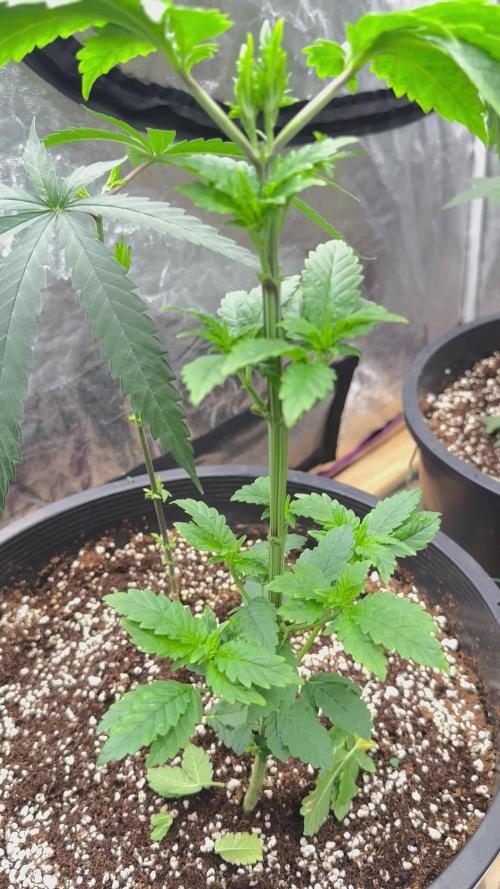 Auto/ Photo Grow
