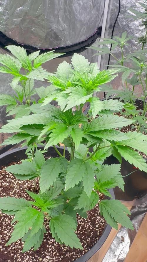 Auto/ Photo Grow