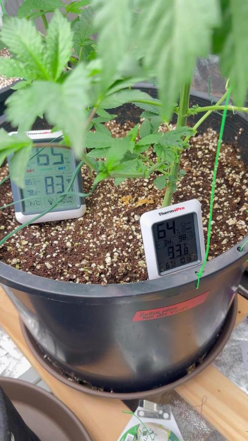 Auto/ Photo Grow