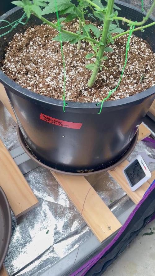Auto/ Photo Grow