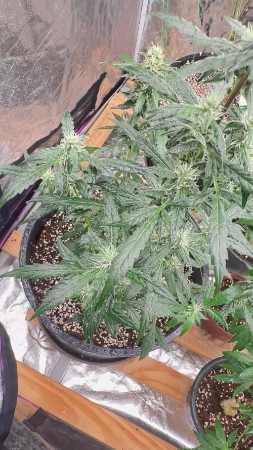 Auto/ Photo Grow