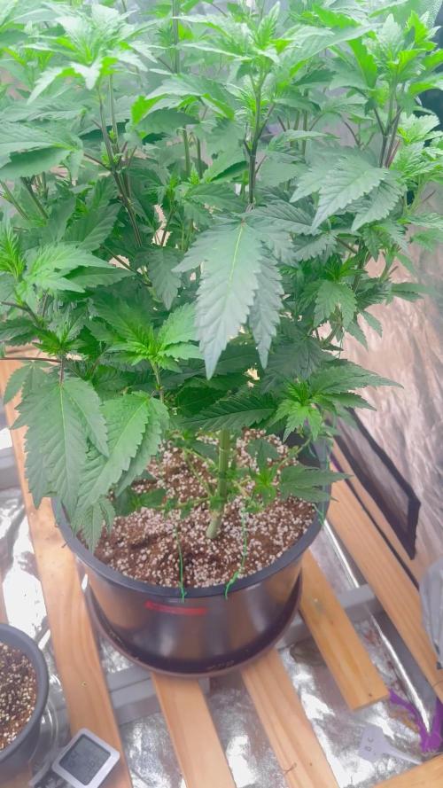 Auto/ Photo Grow