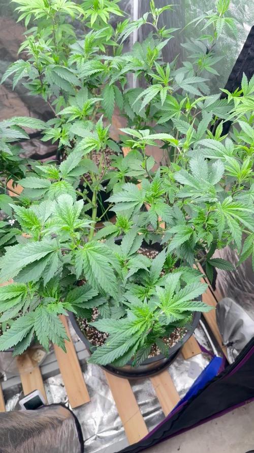 Auto/ Photo Grow