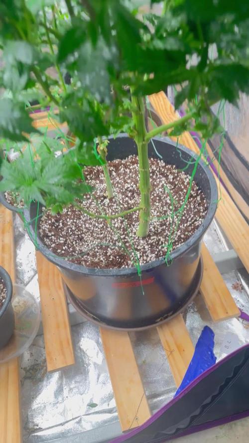 Auto/ Photo Grow