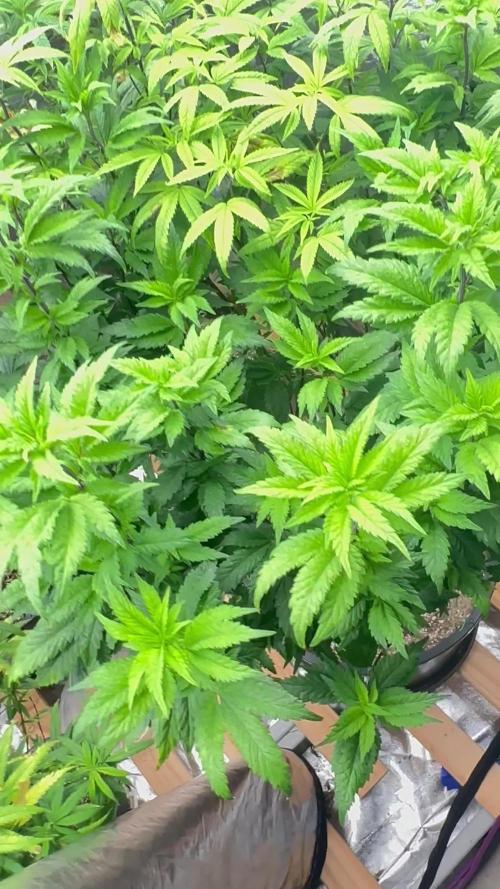 Auto/ Photo Grow