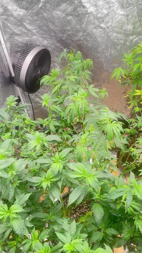 Auto/ Photo Grow
