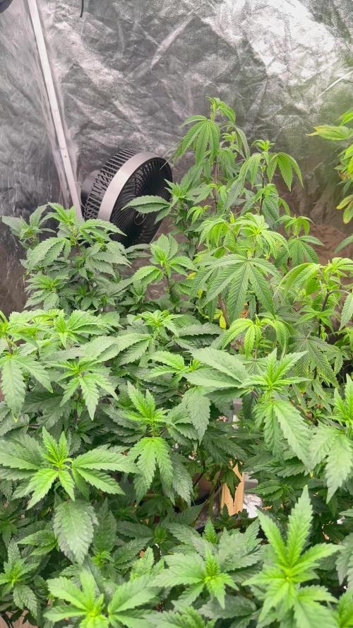 Auto/ Photo Grow