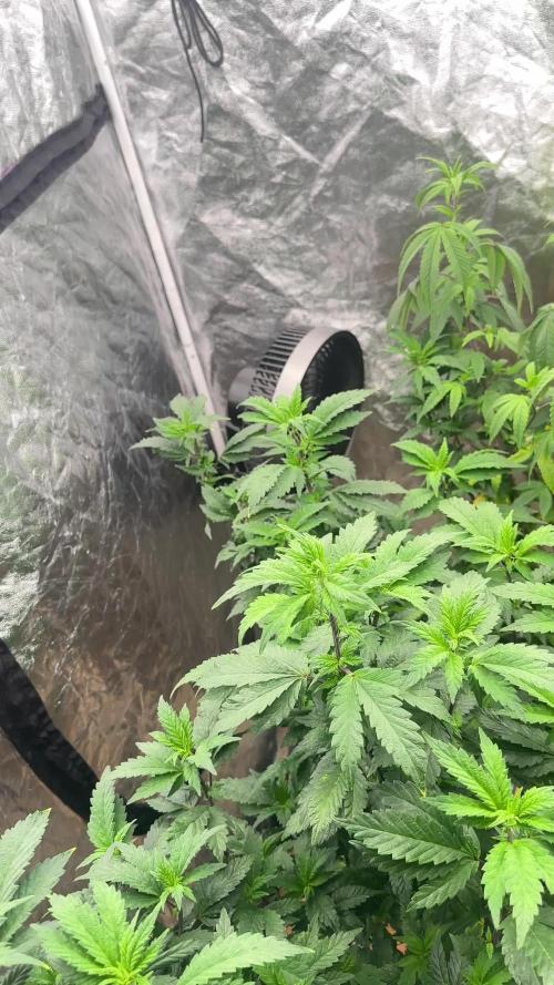 Auto/ Photo Grow