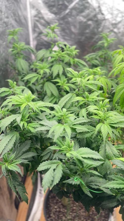 Auto/ Photo Grow