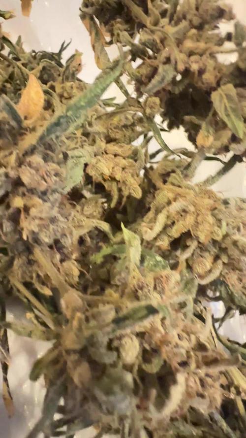 Auto/ Photo Grow