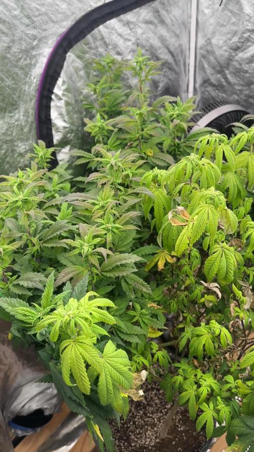Auto/ Photo Grow