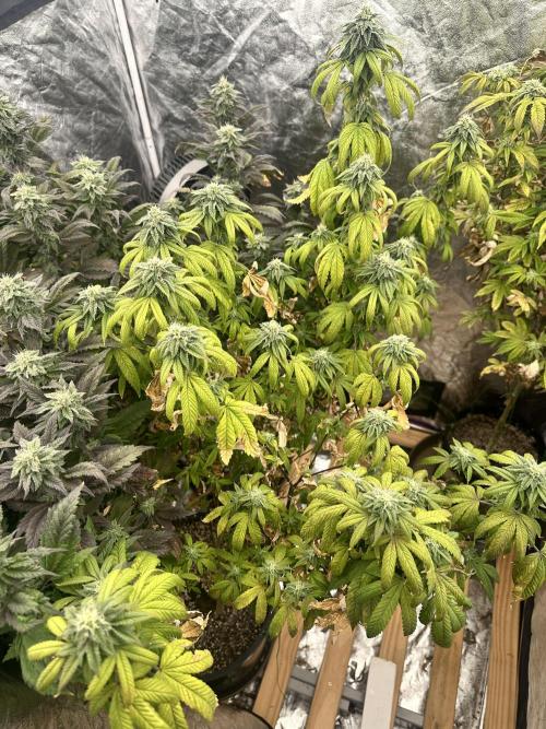 Auto/ Photo Grow. Week 22