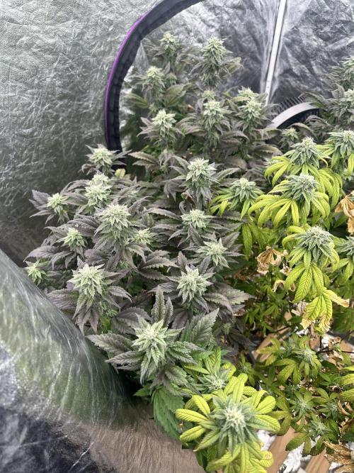 Auto/ Photo Grow. Week 22