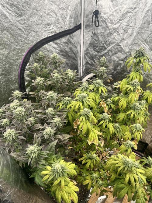 Auto/ Photo Grow. Week 22