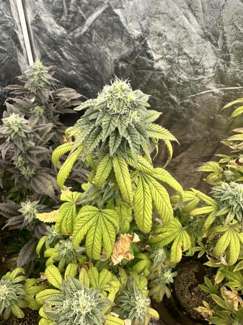 Auto/ Photo Grow. Week 23