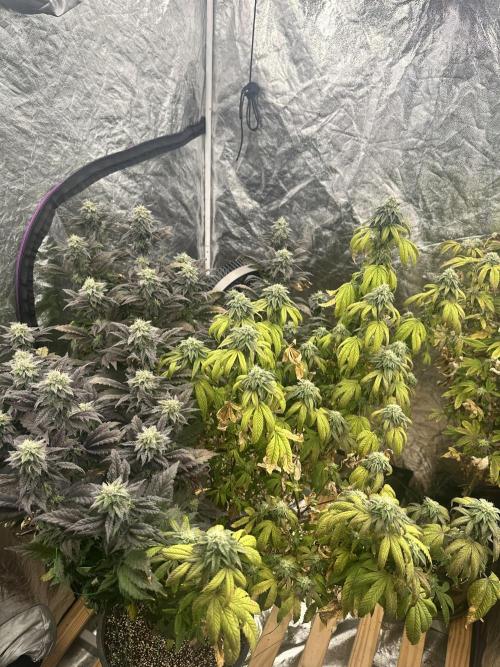 Auto/ Photo Grow. Week 23