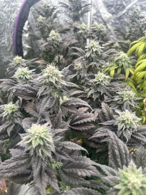 Auto/ Photo Grow. Week 23