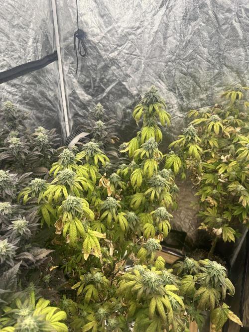 Auto/ Photo Grow. Week 23