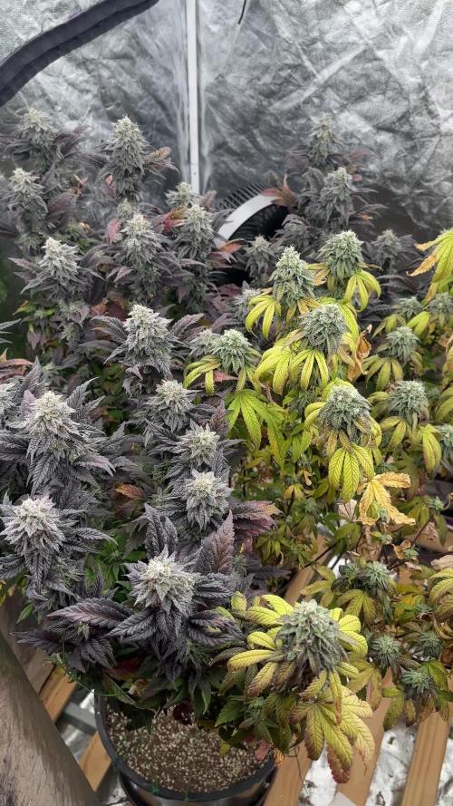 Auto/ Photo Grow