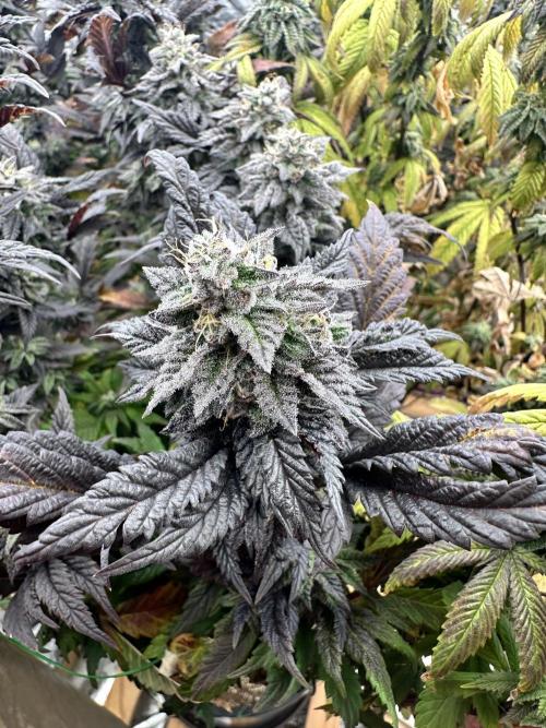 Auto/ Photo Grow. Week 24