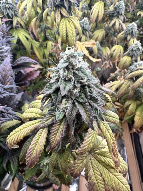 Auto/ Photo Grow. Week 24