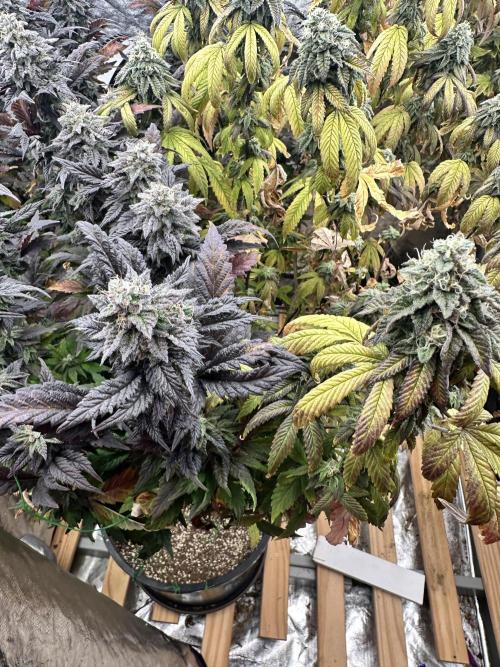 Auto/ Photo Grow. Week 24