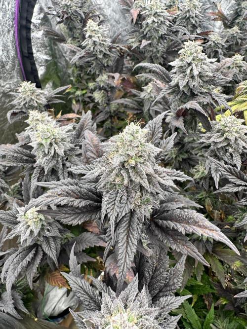 Auto/ Photo Grow. Week 24