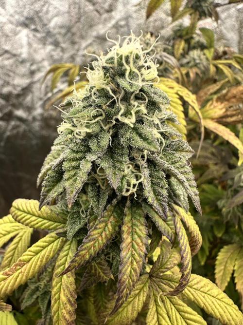 Auto/ Photo Grow. Week 24