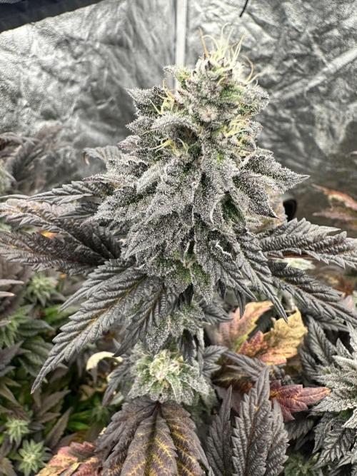 Auto/ Photo Grow. Week 24