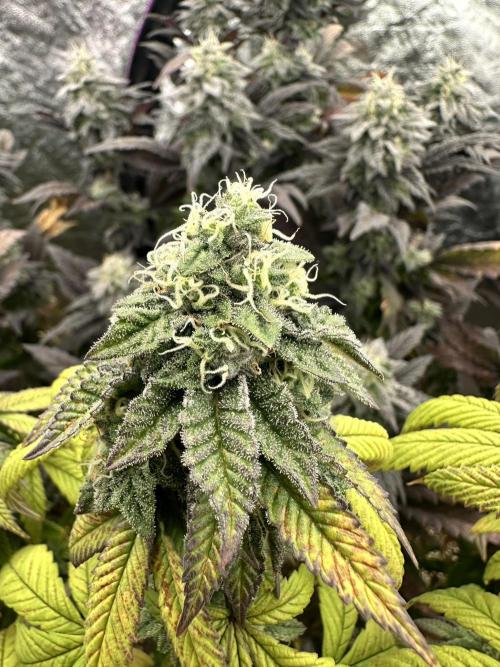 Auto/ Photo Grow. Week 24