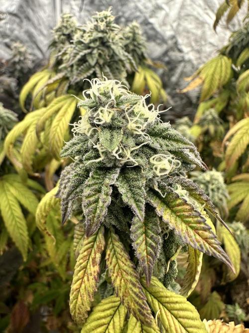 Auto/ Photo Grow. Week 24