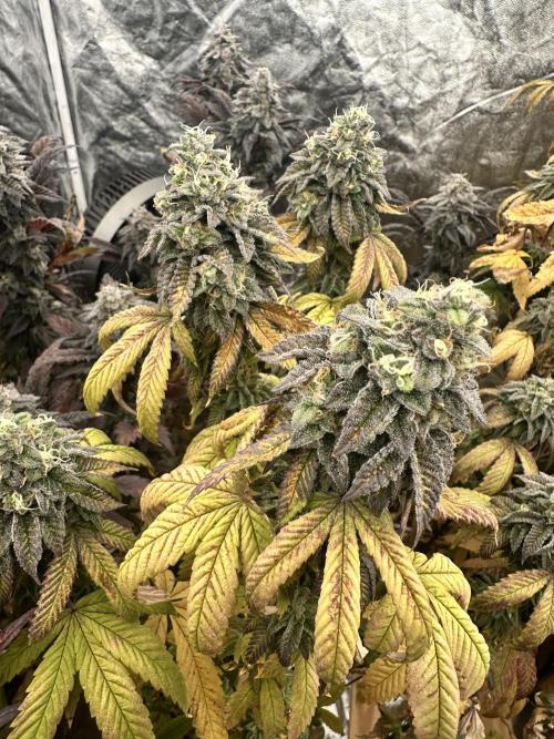 Auto/ Photo Grow. Week 25