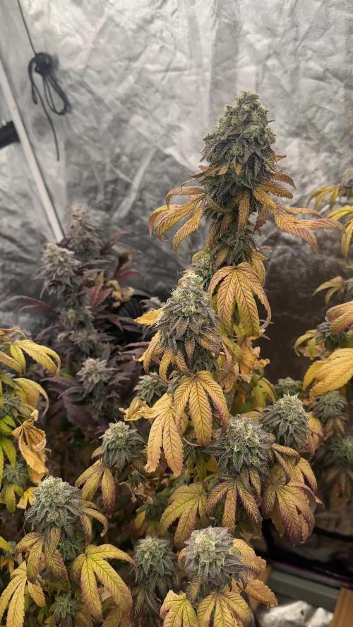 Auto/ Photo Grow