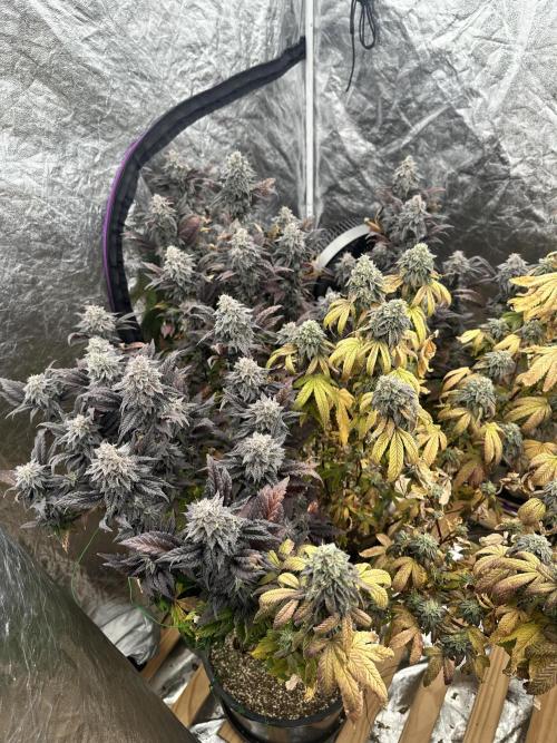 Auto/ Photo Grow. Week 25